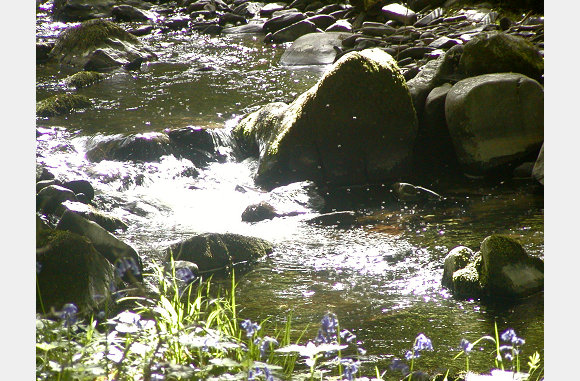 sunlit stream