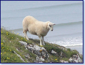 cliff sheep