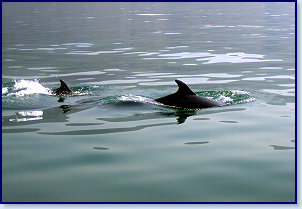 Dolphins 4