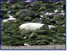 Cwmtydu Seal pups 02