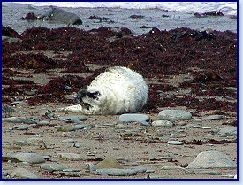 Cwmtydu Seal pups 01