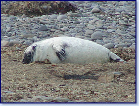 Cwmtydu Seal pups 2