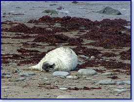 Cwmtydu Seal pups 4