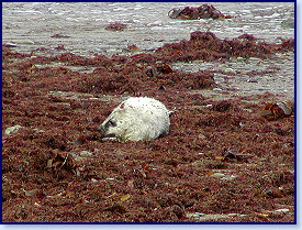 Cwmtydu Seal pups 5