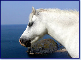Penbryn pony