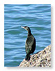 cormorant.SB5
