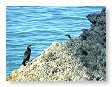 cormorants.SB4