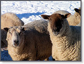 Snow sheep near Trefenter 003