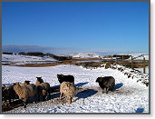 Snow sheep near Trefenter 005