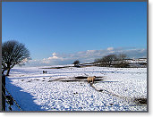 Snow sheep near Trefenter 006