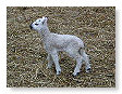 Sheep & Lambs  003