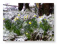 Flowers in the snow 2