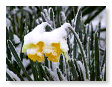 Flowers in the snow 3