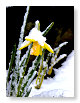 Flowers in the snow 5