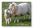 Sheep & Lambs  004