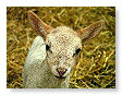 Sheep & Lambs  005