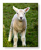 Sheep & Lambs  008