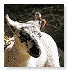 Sheep & Lambs  009