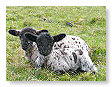 Sheep & Lambs  010