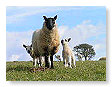 Sheep & Lambs  011