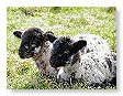 Sheep & Lambs  012