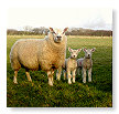 Sheep & Lambs  002
