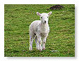Sheep & Lambs  015