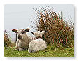 Sheep & Lambs  016