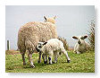 Sheep & Lambs  014
