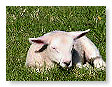 Sheep & Lambs  013