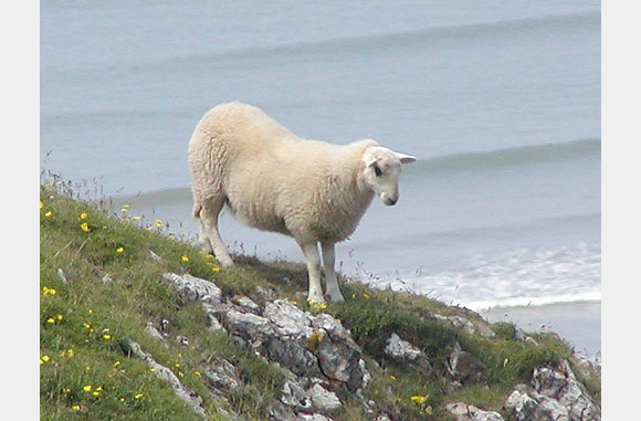 cliff sheep