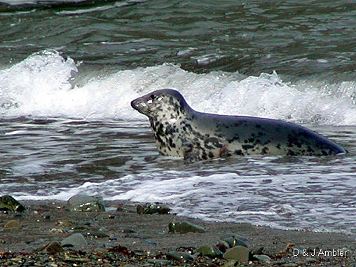 Cwmtydu Seals 1