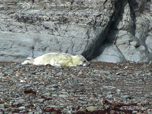 Cwmtydu Seal pups 1