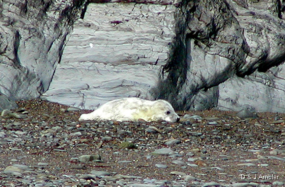 Cwmtydu Seal pups 0