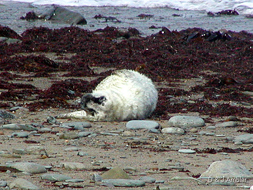 Cwmtydu Seal pups 01