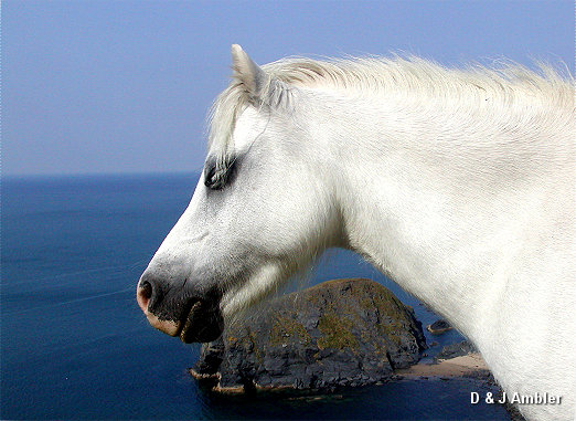 Penbryn pony