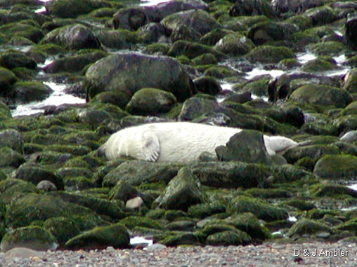 Cwmtydu Seal pups 02