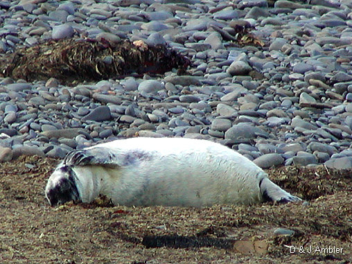 Cwmtydu Seal pups 3