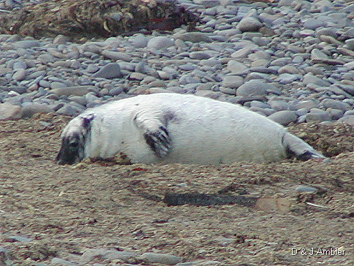 Cwmtydu Seal pups 2