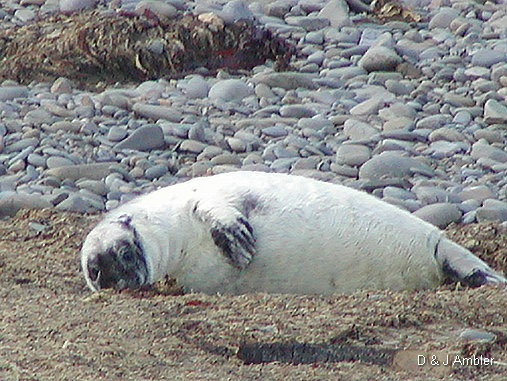 Cwmtydu Seal pups 1a