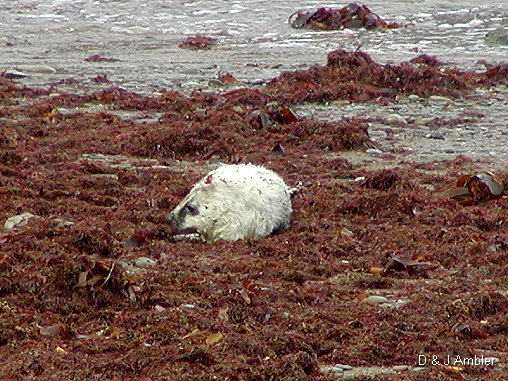 Cwmtydu Seal pups 5