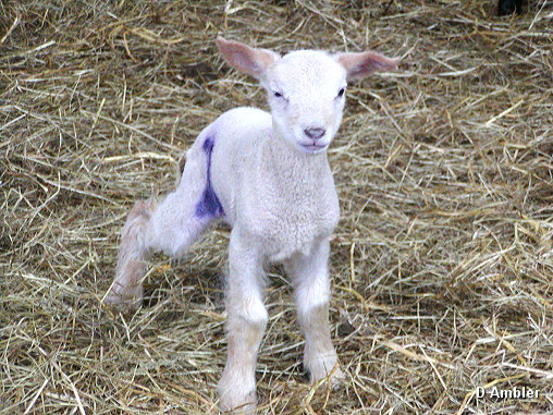 Sheep & Lambs  001