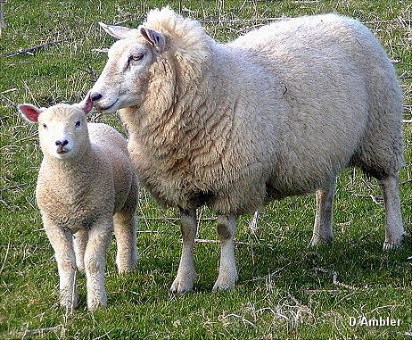 Sheep & Lambs  004