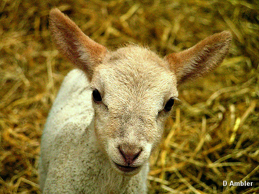 Sheep & Lambs  005