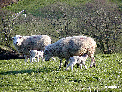 Sheep & Lambs  007