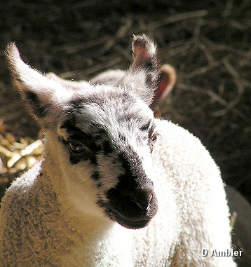 Sheep & Lambs  009