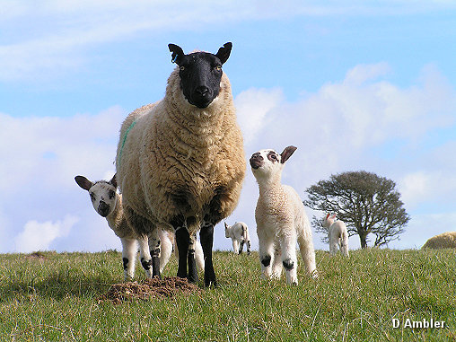 Sheep & Lambs  011