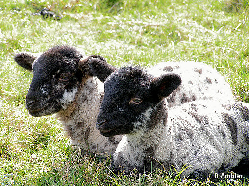 Sheep & Lambs  012