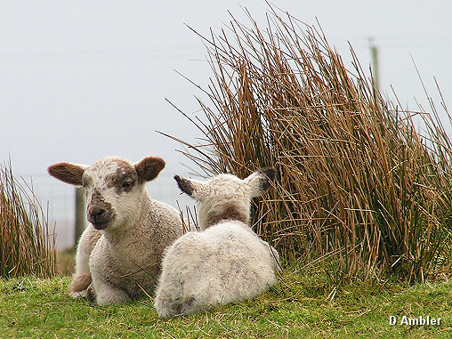 Sheep & Lambs  016