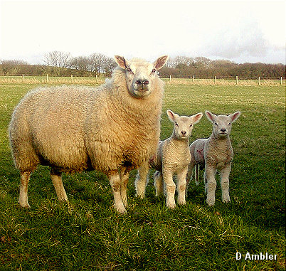 Sheep & Lambs  002